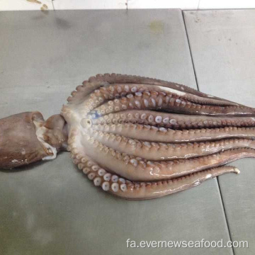 اختاپوس یخ زده فرود جدید (نام لاتین: Octopus Vulgaris)